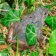 Common frog with candle wax lesions consistent with herpesvirus skin disease