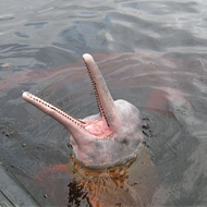 An Amazon river dolphin – now scientists say they have discovered a new species, for the first time in nearly 100 years