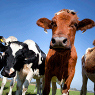 Image cows