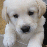 Image golden retriever puppy