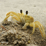 The study found creating artificial rock pools on seawalls boosted the number of creatures such as crabs, limpets and starfish, living nearby.