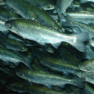 Juvenile Chinook salmon were studied by researchers in America, to see if their migratory senses reacted to changes in magnetic field. 