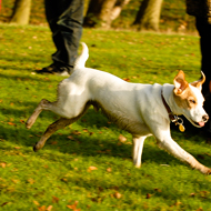 A fifth of dog walkers admitted they were never or rarely in control of their canine friend while out in public. 