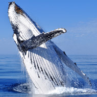 Humpback whale