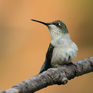 hummingbird