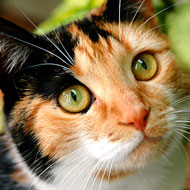 irregular pupil shape in cats