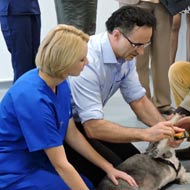 Noel Fitzpatrick changing a dog's foot pad