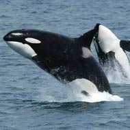 killer whales