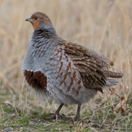 gray partridge