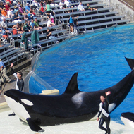 orca performing at SeaWorld