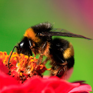 buff tailed bumblebee