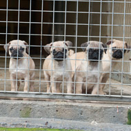 pink pugs for sale
