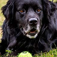 Snetterton dog rescue sales centre