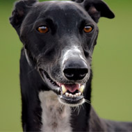 Black greyhounds 'loneliest dogs' at Battersea