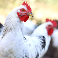 First human case of H5N1 in North America