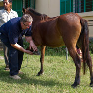 MBE for international farrier