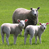 Sheep diet focus for new research