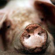 Pig farmers urged to review biosecurity