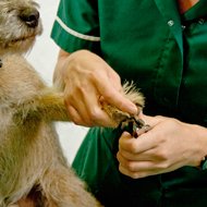 Veterinary nurses removed from register over missed fees