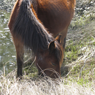 Equine News