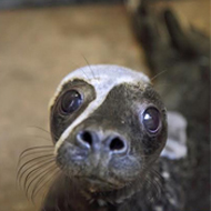 RSPCA appeals for help caring for tidal surge seal pups