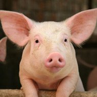 New porcine virus reported in Ohio