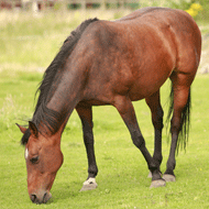 Equine News