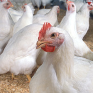 Research into the diet of broiler breeder chickens