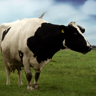 TB-resistant cattle could be bred, study finds