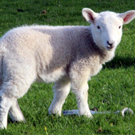 Sheep farmers warned to watch their lambs' weight