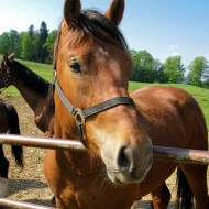 Horse owners asked to register for National Equine Health Survey 