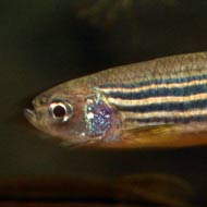 Zebrafish study to help tackle human aggression