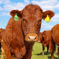 First cattle scab case confirmed in Scotland