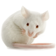 Engineered mouse could advance cancer treatment drugs