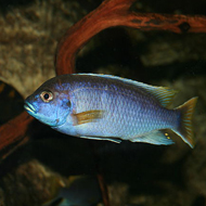 Competition for breeding leads to new species of fish