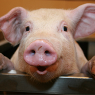 Biosecurity warning for pig farmers