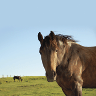 Equine News