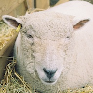 Antimicrobials and wormers best practice advice