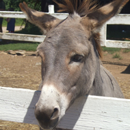 World welfare organisation publishes equine manual