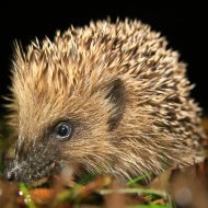 Tidy fenced in gardens are a threat to hedgehogs