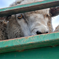 New method for testing stress in sheep