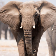 South African elephant sanctuary faces cruelty charges