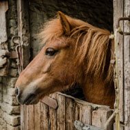 Equine News