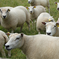 Outbreaks of incurable sheep disease on the rise