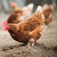 New laws for EU poultry farmers