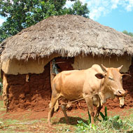 Funding allows surveillance of zoonoses in Kenya