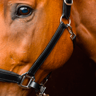 Equine News