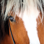 Equine News