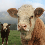 TB outbreak on Lancashire farm