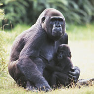 Animals conceal sickness in social situations